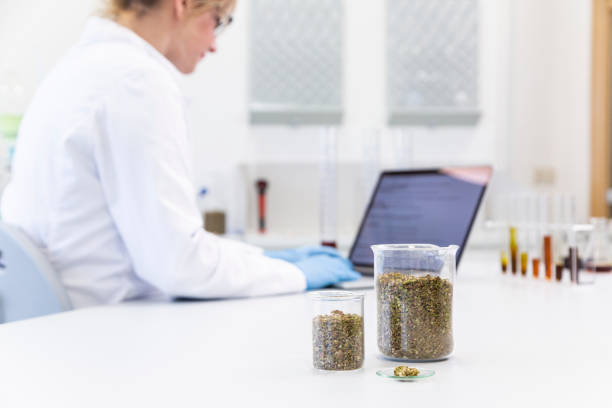 istock Hemp bud and marijuana seeds in front of scientist 1312482503