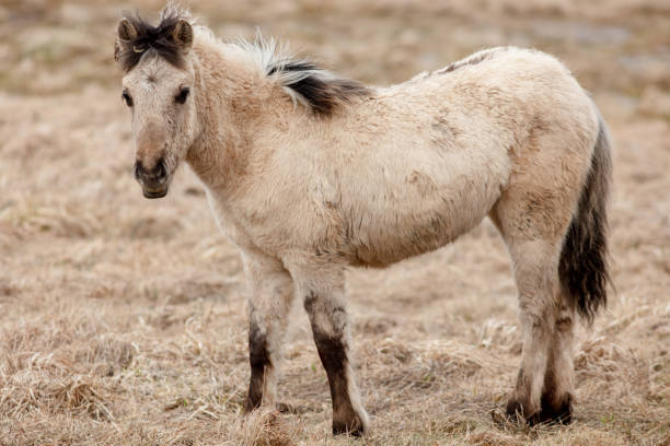 istock Wild horse, polish horse 1312482520