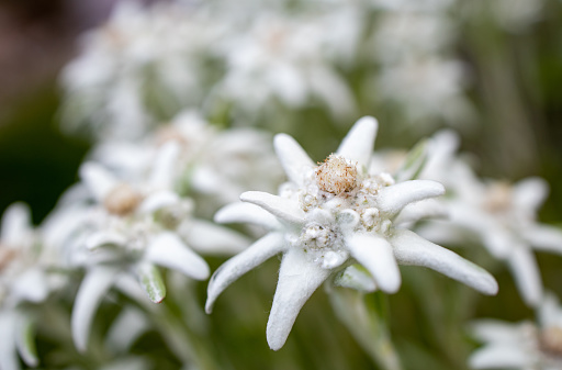 Close-up of Edelweiss flower in the mountains