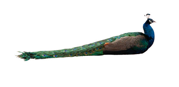 istock Male peacock sitting posture isolated on white background 1312483107