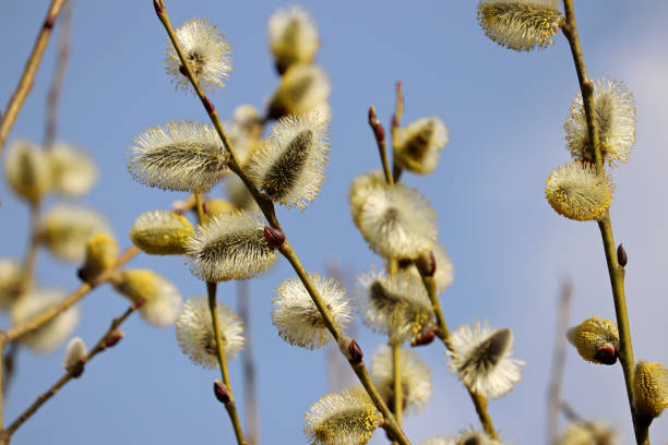 istock Pussy willow blooming on the branch 1312483221