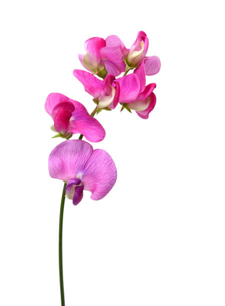 flowers of lathyrus latifolius branch on white