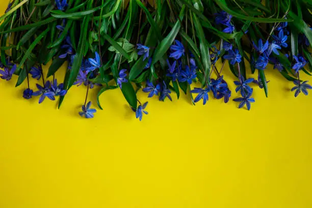 Spring flower landscape. Spring blooming spring flowers on a yellow background. Flowers on top. Blue flowers in spring. copy space