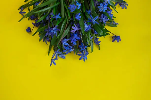 Spring flower landscape. Spring blooming spring flowers on a yellow background. Blue flowers in spring. copy space