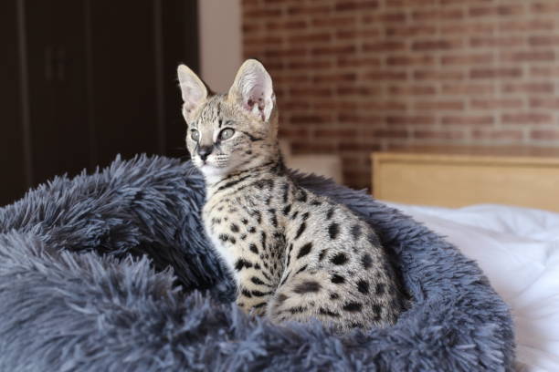 istock F1 Savannah cat with beautiful markings 1312486437