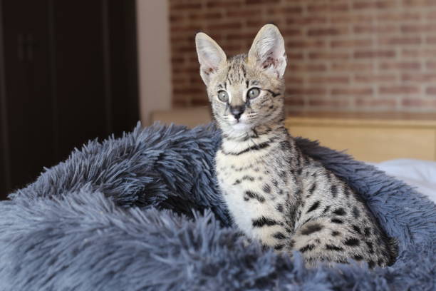 istock F1 Savannah cat with beautiful markings 1312486439