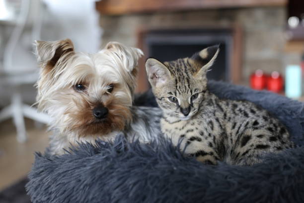 istock Dog a cat with together in bed 1312486440
