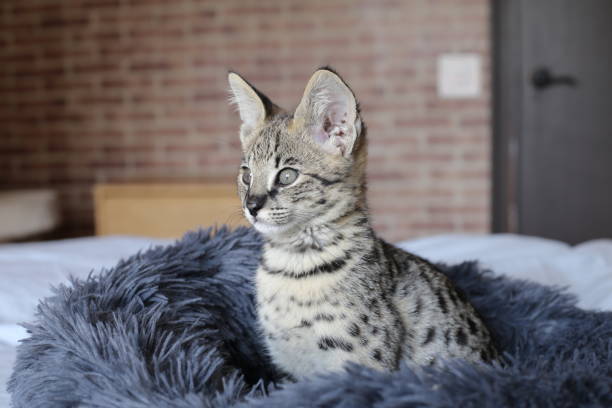 istock F1 Savannah cat with beautiful markings 1312486441