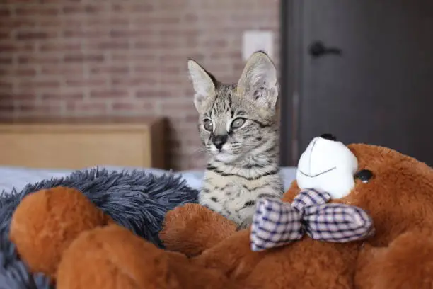 Photo of Baby serval cat with teddy bear