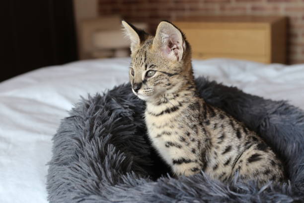 istock F1 Savannah cat with beautiful markings 1312486499