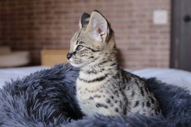 istock Serval kitten in domestic environment 1312486505