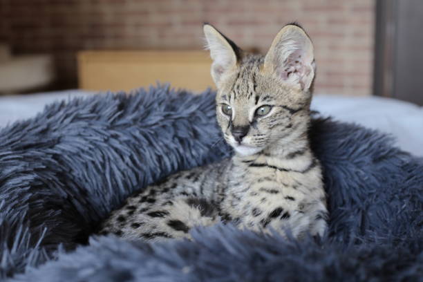 istock Serval kitten in domestic environment 1312486509