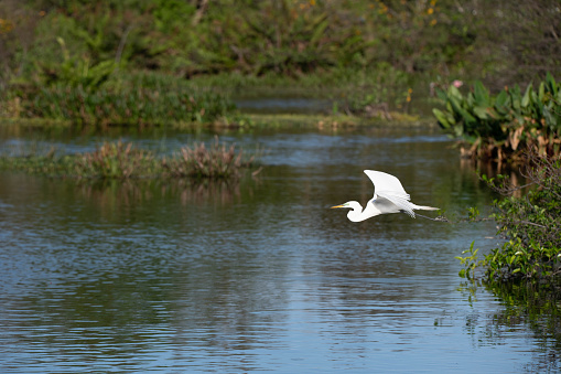 A Little Egret walking in the water looking for food, springtime in Camargue (Provence, France)