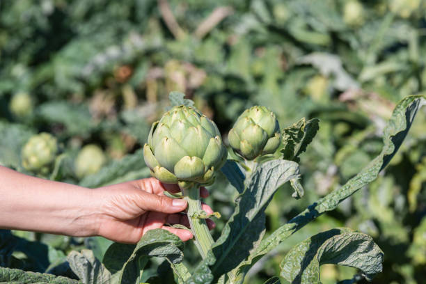 Hand grabbing an artichoke in an artichoke field Female hand grabbing an artichoke in the middle of an out of focus artichoke field. Selective focus and close up. Healthy vegetables concept. artichoke stock pictures, royalty-free photos & images