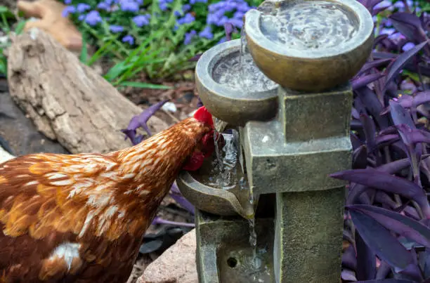 Photo of A chicken stealing a refreshing drink of water