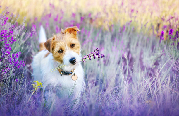 feliz lindo cachorro de perro mascota escuchando orejas en un campo de lavanda en verano - monada fotografías e imágenes de stock