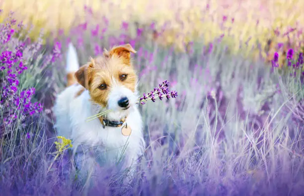 Happy walking cute pet dog puppy listening ears in a purple lilac lavender flower herb field in summer