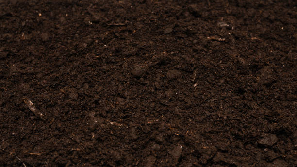 istock Black land for plant background. 1312490219