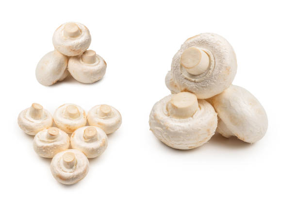 istock Champignon mushroom isolated on white background. 1312491007
