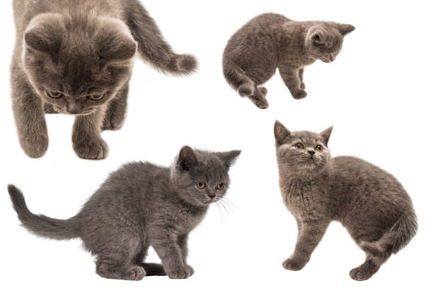 istock British shorthair kitten looking up isolated on white 1312491015