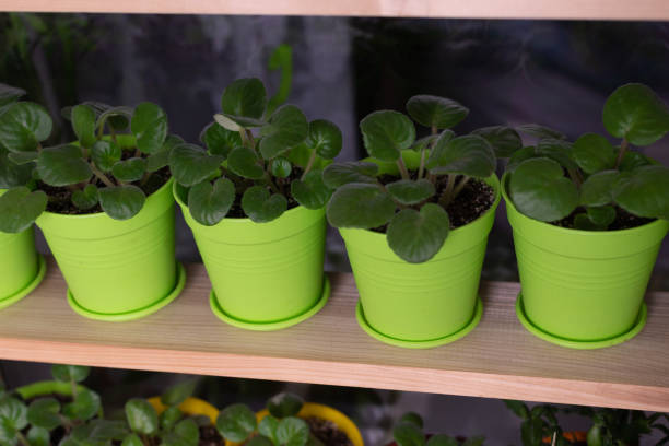 istock Flowers in pots on the windowsill 1312491017