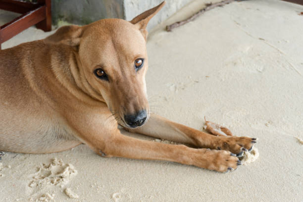 close up a brown dog lying on the sandy beach. - sandy brown fotos imagens e fotografias de stock