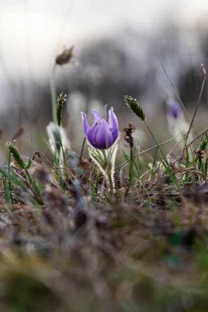 Pasque flowers on spring field. Photo Pulsatilla grandis with nice bokeh Pasque flowers on spring field. Photo Pulsatilla grandis with nice bokeh. pulsatilla grandis stock pictures, royalty-free photos & images