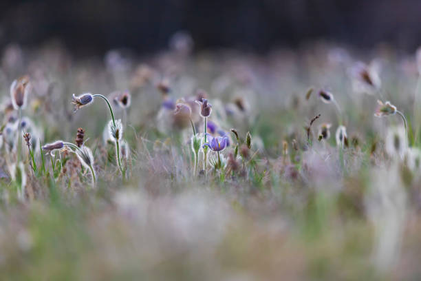 Pasque flowers on spring field. Photo Pulsatilla grandis with nice bokeh Pasque flowers on spring field. Photo Pulsatilla grandis with nice bokeh. pulsatilla grandis field stock pictures, royalty-free photos & images
