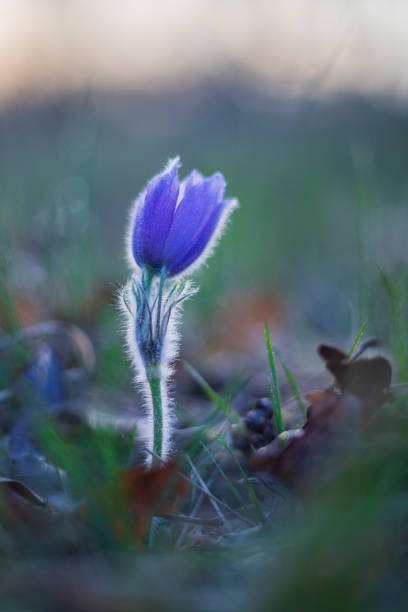 Pasque flowers on spring field. Photo Pulsatilla grandis with nice bokeh Pasque flowers on spring field. Photo Pulsatilla grandis with nice bokeh. pulsatilla grandis field stock pictures, royalty-free photos & images