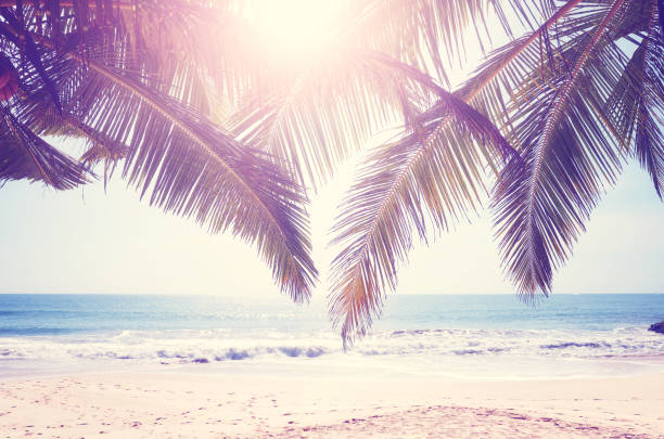 istock Sun shining through palm leaves, color toned picture. 1312493691