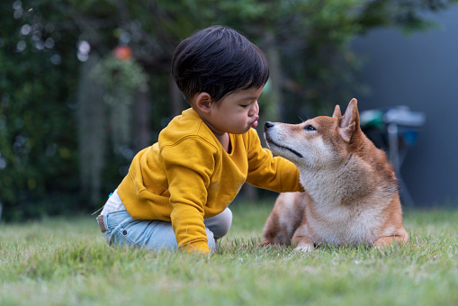 A boy is kissing a Shiba inu dog. Happy boy in holiday.