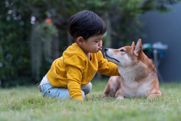 chłopiec całuje psa shiba inu. szczęśliwy chłopiec w wakacje. - pets baby young animal child zdjęcia i obrazy z banku zdjęć