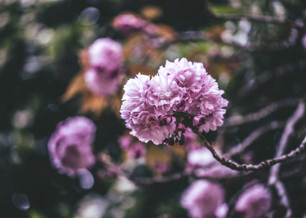 istock The colors of spring 1312495040
