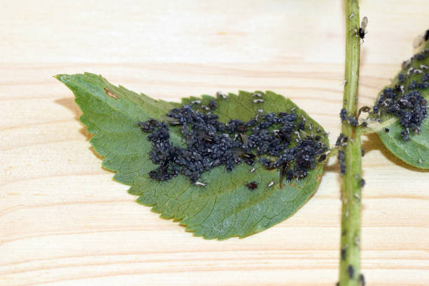 istock Large colony of aphids on elderberry (Sambucus nigra) 1312496871