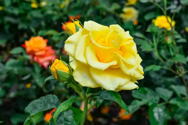 Photo of Yellow rose flower of the Sphinx Gold variety, close-up