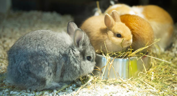 istock Decorative rabbits; bowl and hay. Holiday Easter concept 1312497756