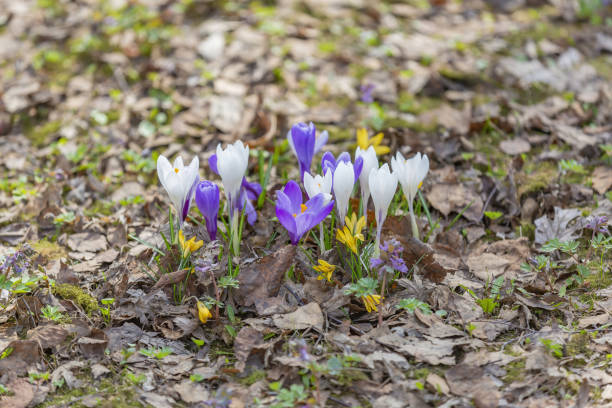 istock A bright flower bloomed in the garden in early spring 1312497774