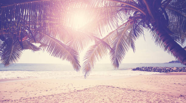 istock Sun shining through palm leaves, color toned picture. 1312497836
