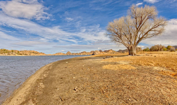istock Lone Tree on the Shore of Watson Lake AZ 1312498357