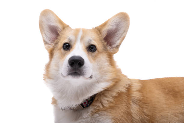 istock corgi welsh pembroke isolated 1312498512