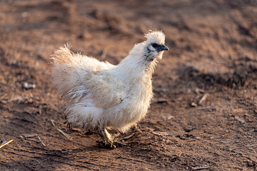 Silkie chicken looking for food in the yard in Jelgava, Latvia