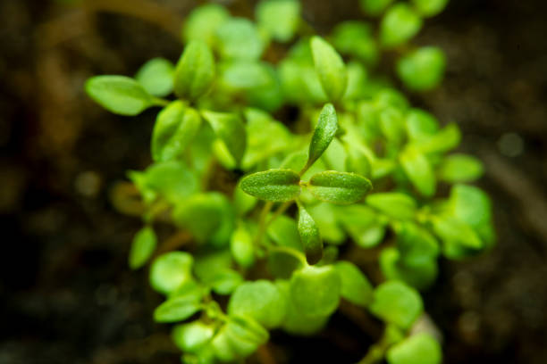 A small sprout of thyme in soft focus at high magnification.