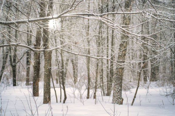 istock Snow-covered trees in the winter park. Winter landscape during snowfall. 1312498761