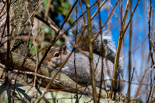 European grey squirrel, Sciurus carolinensis, hiding in between tree branches