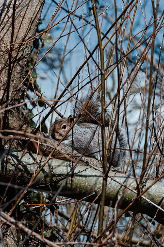 European grey squirrel, Sciurus carolinensis, hiding in between tree branches