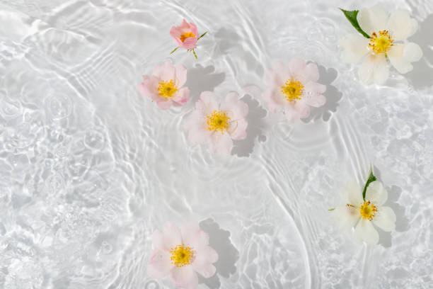 水面に浮かぶドロップが近い美しいバラの花びらマクロ付きグリーティングカード。背景として使用できます。 - ripple nature water close to ストックフォトと画像