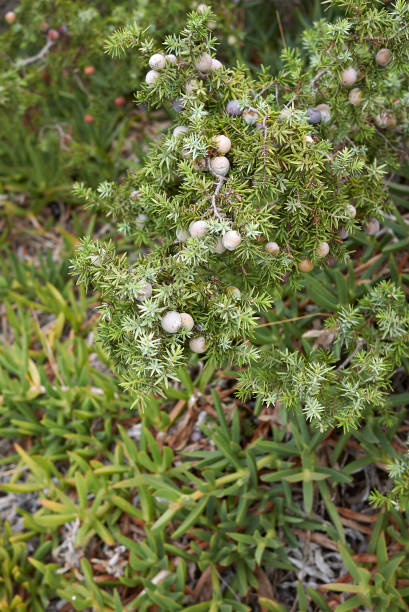 Juniperus oxycedrus shrub close up Juniperus oxycedrus shrub by the sea juniperus oxycedrus stock pictures, royalty-free photos & images