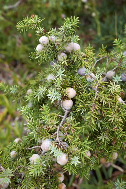 Juniperus oxycedrus shrub close up Juniperus oxycedrus shrub by the sea juniperus oxycedrus stock pictures, royalty-free photos & images
