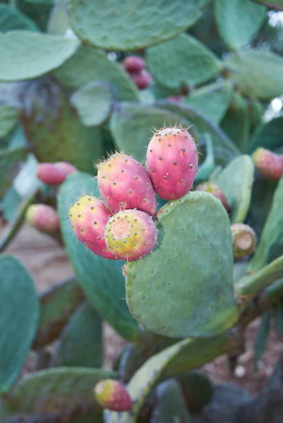 istock branch with fresh Indian figs 1312501041