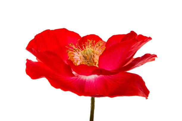 beautiful poppy flower isolated on white background